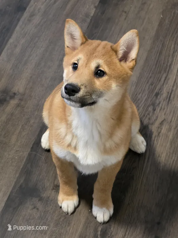 Alba – Shiba Inu puppy for sale in Indianapolis, IN