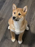 Alba, a male Shiba Inu for sale in Indianapolis, IN – 1 of 5