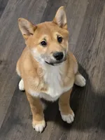 Alba, a male Shiba Inu for sale in Indianapolis, IN – 3 of 5