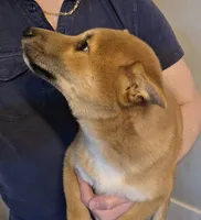 Alba, a male Shiba Inu for sale in Indianapolis, IN – 2 of 5