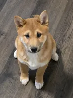 Alba, a male Shiba Inu for sale in Indianapolis, IN – 5 of 5