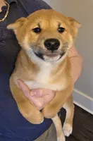 Alba, a male Shiba Inu for sale in Indianapolis, IN – 4 of 5