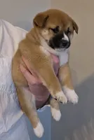 Marco, a male Shiba Inu for sale in Indianapolis, IN – Photo 2 of 6