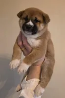 Marco, a male Shiba Inu for sale in Indianapolis, IN – Photo 5 of 6