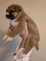 Marco, a male Shiba Inu for sale in Indianapolis, IN – Photo 6 of 6