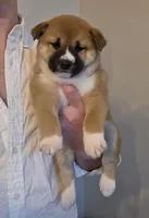 Marco, a male Shiba Inu for sale in Indianapolis, IN – Photo 4 of 6