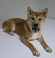 AKC Shiba - House and Crate Trained, a male Shiba Inu for sale in Indianapolis, IN – 2 of 5