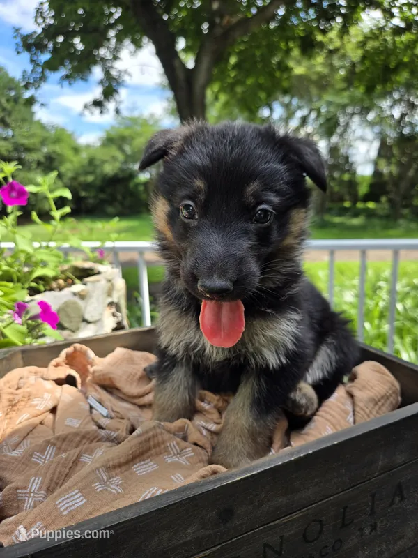 Pink – German Shepherd Dog puppy for sale in Eureka, IL