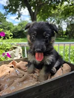 Pink, a female German Shepherd Dog for sale in Eureka, IL – 1 of 3