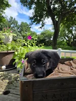 Pink, a female German Shepherd Dog for sale in Eureka, IL – 2 of 3