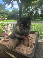 Gray, a male German Shepherd Dog for sale in Eureka, IL – 2 of 3