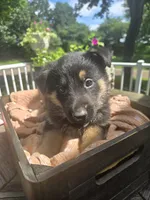 Orange, a male German Shepherd Dog for sale in Eureka, IL – 2 of 2