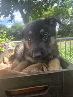 Red , a male German Shepherd Dog for sale in Eureka, IL – 3 of 3