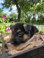Purple, a female German Shepherd Dog for sale in Eureka, IL – 2 of 3