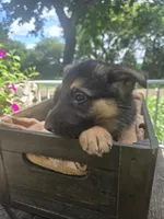 Green, a male German Shepherd Dog for sale in Eureka, IL – 2 of 4