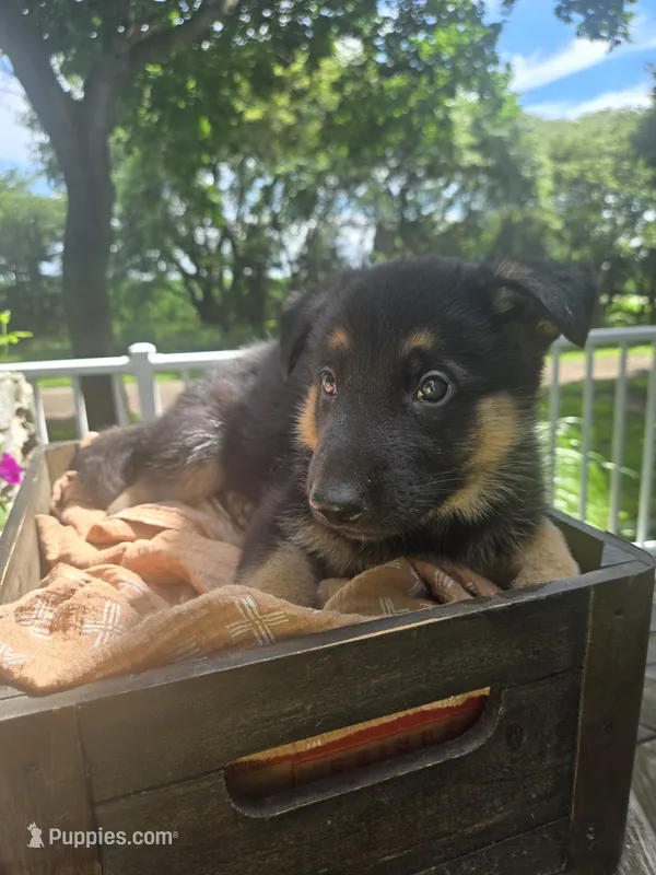 Blue  – German Shepherd Dog puppy for sale in Eureka, IL