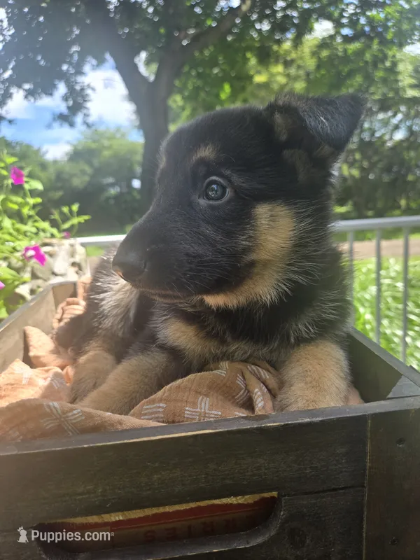 Red  – German Shepherd Dog puppy for sale in Eureka, IL