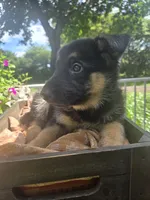 Red , a male German Shepherd Dog for sale in Eureka, IL – 1 of 3