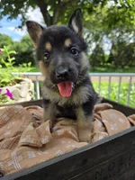 Yellow, a female German Shepherd Dog for sale in Eureka, IL – 2 of 3