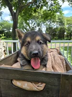 Black, a male German Shepherd Dog for sale in Eureka, IL – 2 of 3