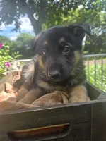 Red , a male German Shepherd Dog for sale in Eureka, IL – 2 of 3