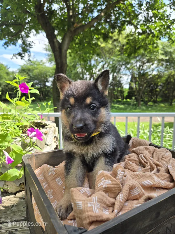 Yellow – German Shepherd Dog puppy for sale in Eureka, IL