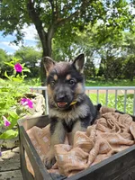 Yellow, a female German Shepherd Dog for sale in Eureka, IL – 1 of 3