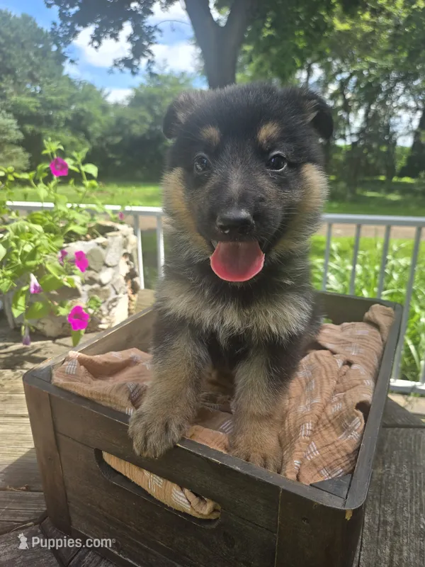 Gray – German Shepherd Dog puppy for sale in Eureka, IL
