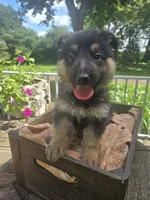Gray, a male German Shepherd Dog for sale in Eureka, IL – 1 of 3