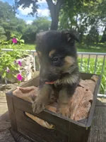 Gray, a male German Shepherd Dog for sale in Eureka, IL – 3 of 3