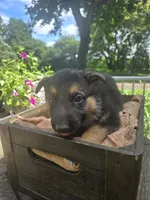 Green, a male German Shepherd Dog for sale in Eureka, IL – 3 of 4