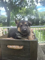 Black, a male German Shepherd Dog for sale in Eureka, IL – 3 of 3