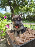 Yellow, a female German Shepherd Dog for sale in Eureka, IL – 3 of 3