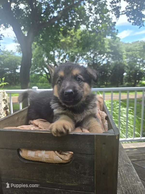 Black – German Shepherd Dog puppy for sale in Eureka, IL