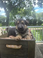 Black, a male German Shepherd Dog for sale in Eureka, IL – 1 of 3