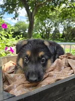 Purple, a female German Shepherd Dog for sale in Eureka, IL – 3 of 3