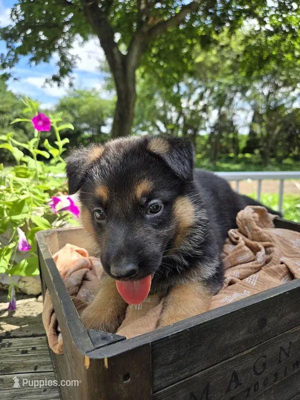 Purple – German Shepherd Dog puppy for sale in Eureka, IL