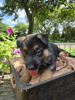 Purple, a female German Shepherd Dog for sale in Eureka, IL – 1 of 3