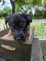 Pink, a female German Shepherd Dog for sale in Eureka, IL – 3 of 3