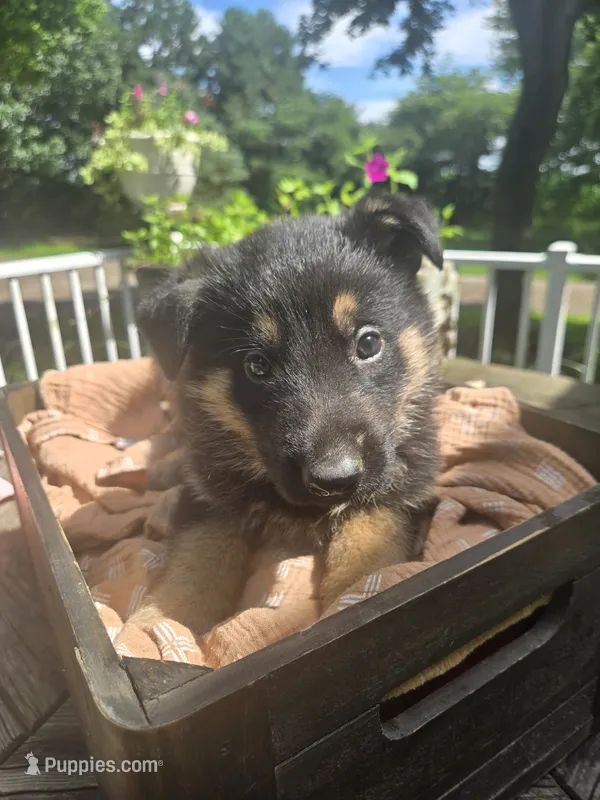 Orange – German Shepherd Dog puppy for sale in Eureka, IL