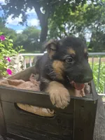 Green, a male German Shepherd Dog for sale in Eureka, IL – 4 of 4