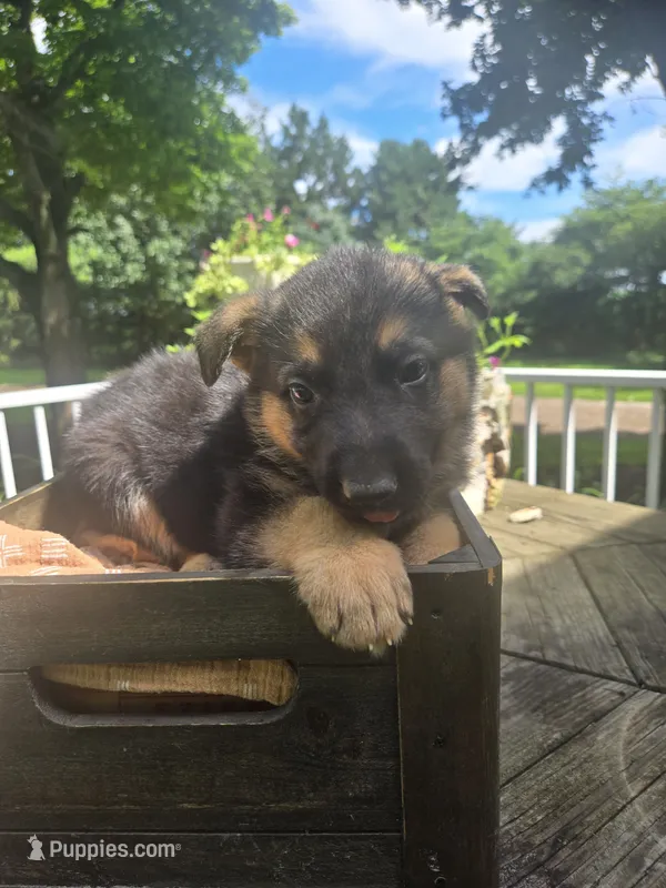 Green – German Shepherd Dog puppy for sale in Eureka, IL