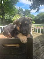 Green, a male German Shepherd Dog for sale in Eureka, IL – 1 of 4