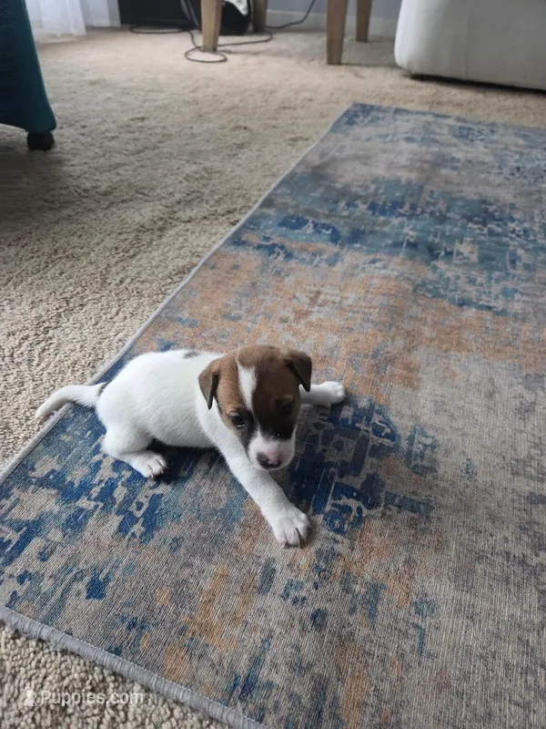 Dingo – Jack Russell Terrier puppy for sale in Millry, AL