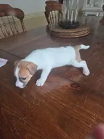 Tyson, a male Jack Russell Terrier for sale in Millry, AL – 3 of 8