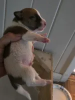 Tyson, a male Jack Russell Terrier for sale in Millry, AL – 7 of 8
