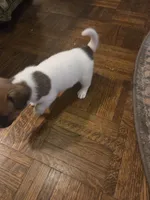 Maria, a female Jack Russell Terrier for sale in Millry, AL – 1 of 3