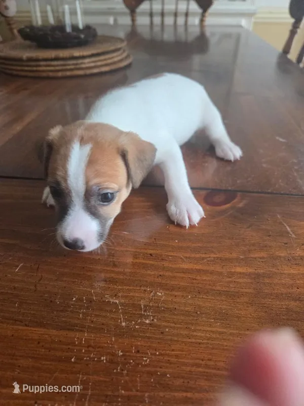 Tyson – Jack Russell Terrier puppy for sale in Millry, AL