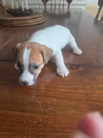 Tyson, a male Jack Russell Terrier for sale in Millry, AL – 1 of 8