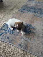 Dingo, a male Jack Russell Terrier for sale in Millry, AL – 3 of 7